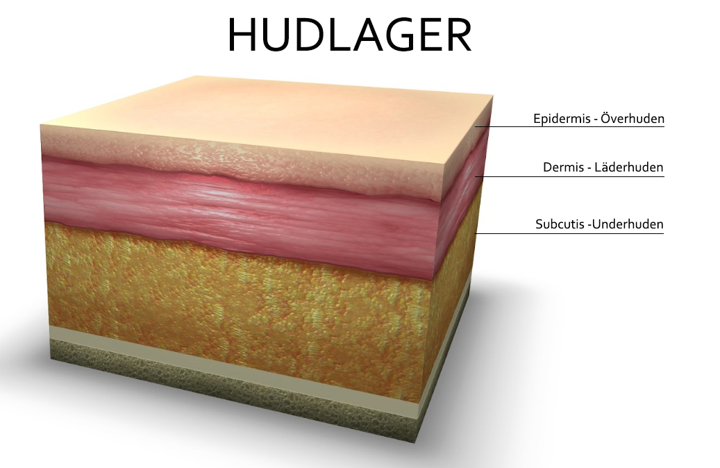 Hudlager-aktivaingredienser-hudvård-epidermis-dermis-subcutis
